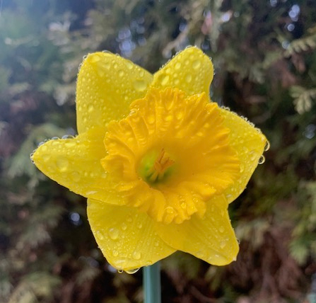 daffodil